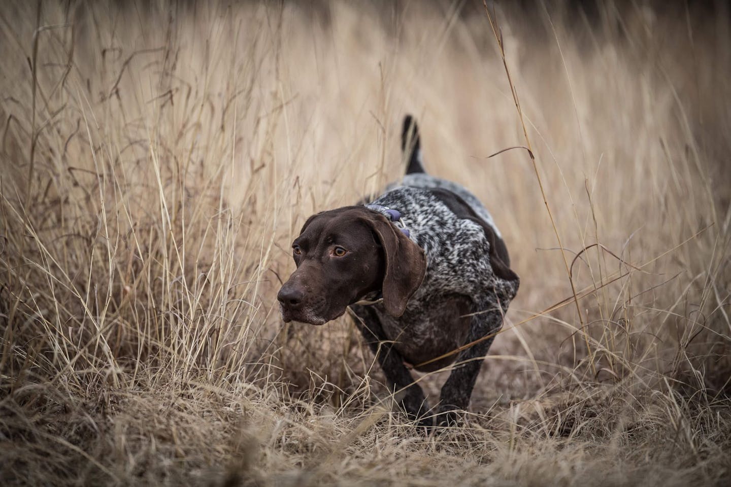 Image showcasing The Benefits Of Antioxidants In Dog Food