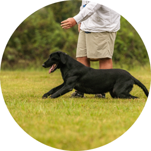 Dog and human on the grass.