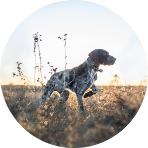 Dog in a wheat field in a sunny day.