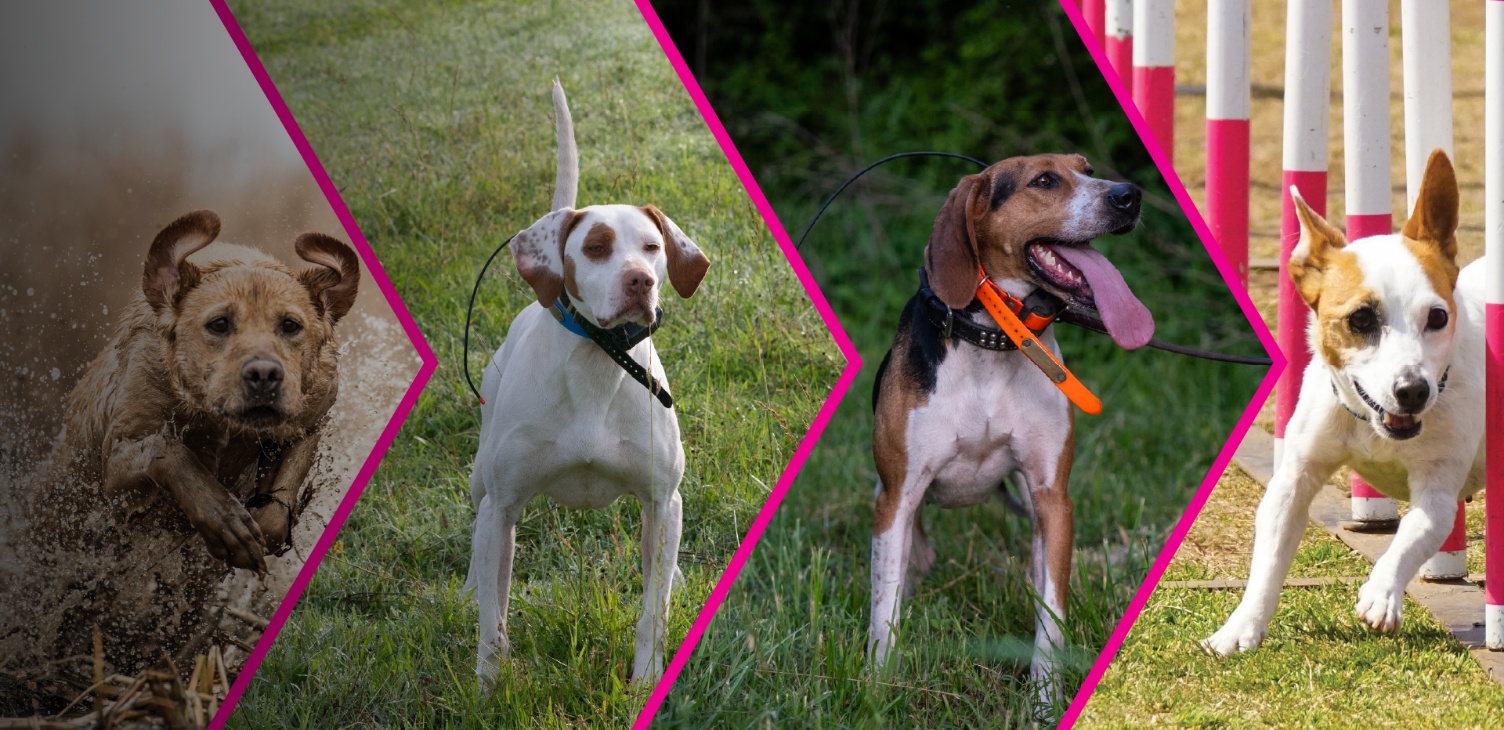 The Official Performance Dog Nutrition Partner Of The United Kennel